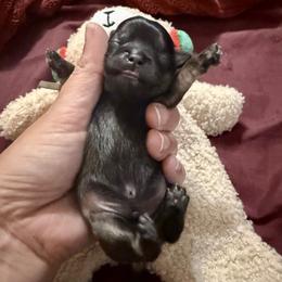 Jock - Sable male Shih Tzu puppy in Warrior, Alabama from The Anderson Farms Kennel