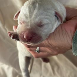 White girl - Yellow female Labrador Retriever puppy in Isanti, Minnesota from Four Corners Family Labs
