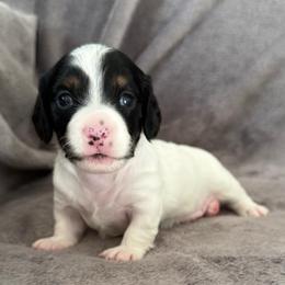 Poseidon - Piebald male Dachshund puppy in Rogers, Arkansas from Mini Paws Over the Moon Dachshunds