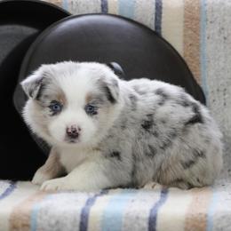 Opal - Blue merle female Australian Shepherd puppy in Quapaw, Oklahoma from Rocky Hill Aussies