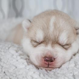 Siberian Husky Puppies from North River Siberians