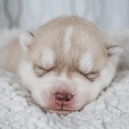 Siberian Husky Puppies from North River Siberians