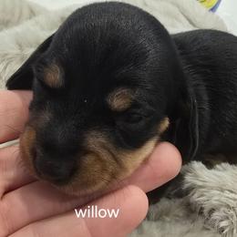 Willow - Black and tan female Dachshund puppy in Greer, South Carolina from Dora's Dachshunds