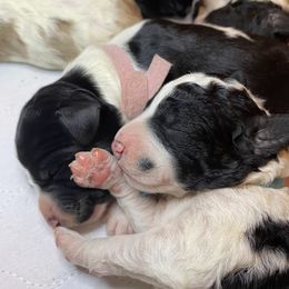 Labradoodle Puppies from Tyson's Farm Doodles