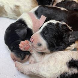 Labradoodle Puppies from Tyson's Farm Doodles
