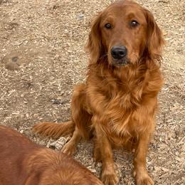 Asha - Golden Retriever