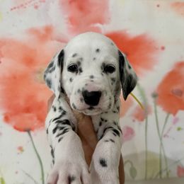 AKC Yellow Boy - White and black Dalmatian puppy in Hillsville, Virginia from Spot On Dalmatians