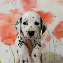 AKC Yellow Boy - White and black Dalmatian puppy in Hillsville, Virginia from Spot On Dalmatians