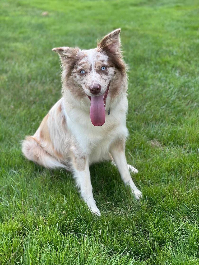 Indi