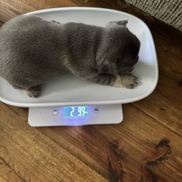 French Bulldog Puppies from Candice Thaggard