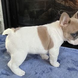 Noëlle - White and fawn French Bulldog puppy in Grand Rapids, Michigan from Delavan Sisters French Bulldogs