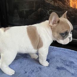 Noëlle - White and fawn French Bulldog puppy in Grand Rapids, Michigan from Delavan Sisters French Bulldogs