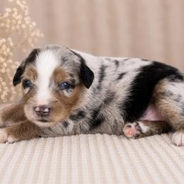 Razzle Dazzle - Blue merle female Toy Australian Shepherd puppy in Leitchfield, Kentucky from Legendmaker MAS