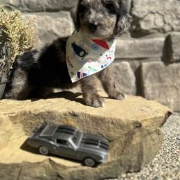 Aussiedoodle and Bernedoodle Puppies from Hickory Hideaway Doodles