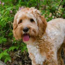 Jasmine - Australian Labradoodle