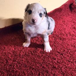 Ophelia - Blue merle female Australian Shepherd puppy in Yelm, Washington from Country Rose Australian Shepherds