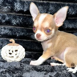Suki - Chocolate sabled fawn female Chihuahua puppy in Palmyra, Indiana from Country Star Chihuahuas