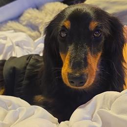 Valentin - Dachshund