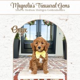 Onyx - Red  male Goldendoodle puppy in Bell Buckle, Tennessee from Precious Puptown Doodles