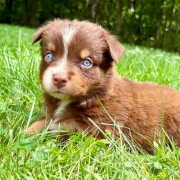 Boy 1 - Red tri male Miniature Australian Shepherd puppy in Turner, Maine from Bear Pond Aussies / Leonbergers of Maine