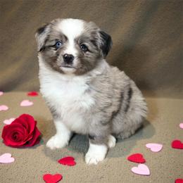 Boy 4 - Blue merle male Toy Australian Shepherd puppy in Luling, Texas from Little Wood Toy and Mini Aussies