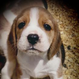 Beagle and German Shepherd Puppies from Synastry Beagles