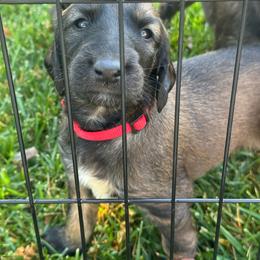 Prince Le Rougé - Red male Afghan Hound puppy in Cottonwood, California from California Royal Afghans