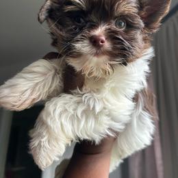 Kingston - Chocolate, tan and white male Yorkshire Terrier puppy in Lynwood, Illinois from SaintNicksWay