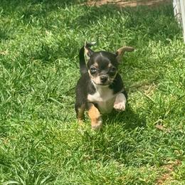 Darin AKC VEGAS-free delivery between Seneca, MO and Vegas - Black and tan male Chihuahua puppy in Seneca, Missouri from Stephanie’s Puppy Colony