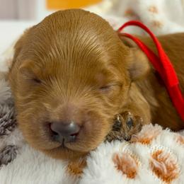 Moana (Red Collar) - Red  female Goldendoodle puppy in Santa Clara, Utah from Desert Dawn Doodles