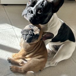 French Bulldog Puppies from GavFam Frenchies