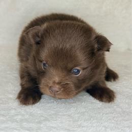 Woody - Chocolate male Pomeranian puppy in Lexington, Oklahoma from BooneDox Miniature Dachshunds