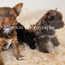Yorkshire Terrier Puppies from Betterthan Chocolate Yorkies