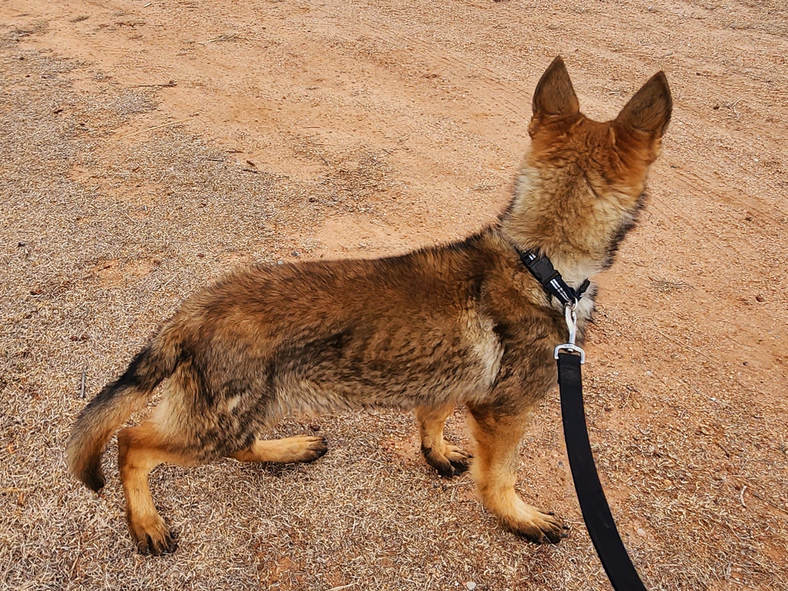 German Shepherd and Pembroke Welsh Corgi Puppies from Tiny Titans K9