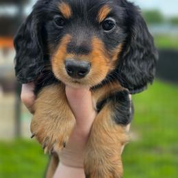 Dachshund puppies from Tiny Dancer Dachshunds
