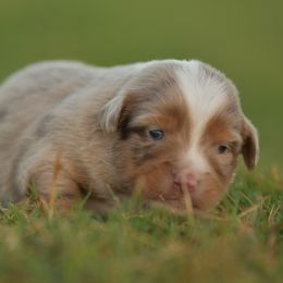Miniature Australian Shepherd puppies from Southern Edition Aussies