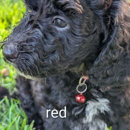 Red collar - Black and white male Assorted Doodle Crosses puppy in Mt Pleasant, Texas from Hippdoodranch
