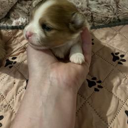 Boy 2 - Chocolate merle male Pomeranian puppy in Maplefalls, Washington from Snow peak poms