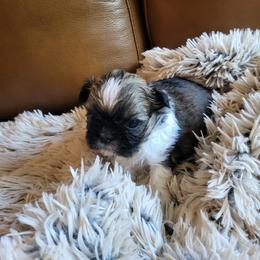 Lucky Boy OFA DNA - Gold and white male Shih Tzu puppy in Troutville, Virginia from BRIAR HOUSE of Mountain Pass