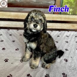 Finch - Sable male Bernedoodle puppy in Banner Elk, North Carolina from Walnut Tree Bernedoodles