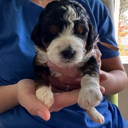 Millie - Tri-color female Bernedoodle puppy in Auburndale, Florida from Florida Mini Bernedoodles