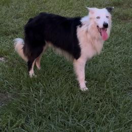 Maverick - Border Collie