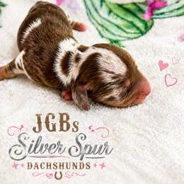 Flashy chocolate dapple - Dapple male Dachshund puppy in Pleasant Plains, Arkansas from JGBs Dachshunds