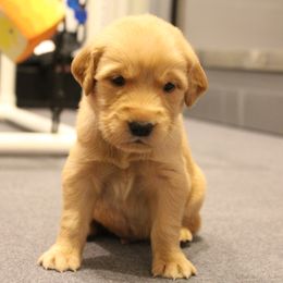 Girl 5 - Yellow - Dark golden female Golden Retriever puppy in North Logan, Utah from Twin Canyon Retrievers