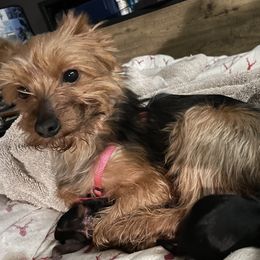 Roxie - Yorkshire Terrier