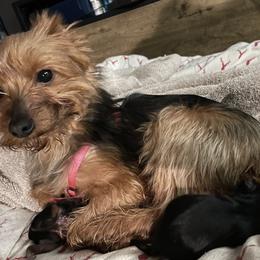 Roxie - Yorkshire Terrier