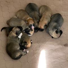 Icelandic Sheepdog Puppies from Paula Sanderson's Icelandic Sheepdogs