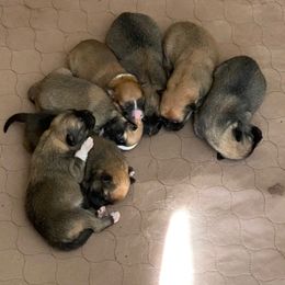Icelandic Sheepdog Puppies from Paula Sanderson's Icelandic Sheepdogs