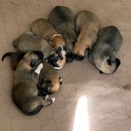 Icelandic Sheepdog Puppies from Paula Sanderson's Icelandic Sheepdogs