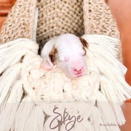 Skye - Cream female Goldendoodle puppy in Mahomet, Illinois from Jordan Family Doodles